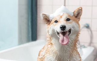 精英汇聚南方双彩，，，，，实力引领宠物医疗行业生长新偏向